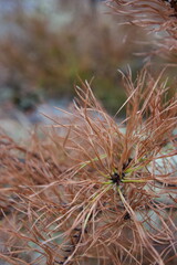 pine tree branch with orange needles