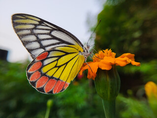 Beautiful colorful butterfly sitting on a flower
