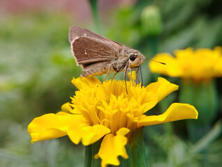 Close-up of Brown Skipper Pollinating Yellow Flower
