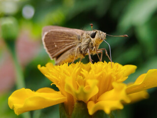 Macro View of Skipper Butterfly Pollinating Yellow