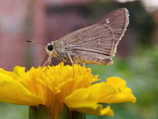Brown Skipper Butterfly Sipping Yellow Nectar