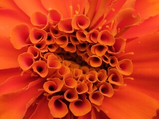 Micro photography of the center of the marigold