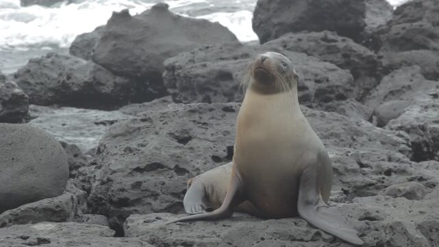 Lobo marino en Gal&aacute;pagos descansando en la costa. Escena natural y tranquila, perfecta para proyectos sobre vida silvestre, ecoturismo y conservaci&oacute;n marina.