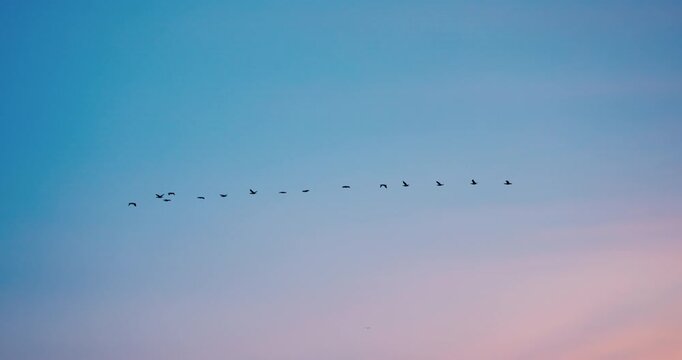 Flock of flying birds in color sunrise sky. Birds migration by spring or autumn season video