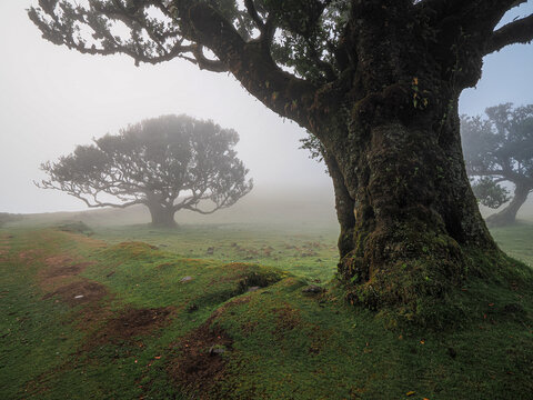 Ancient laurel trees in dense fog of Fanal forest, Laurisilva, UNESCO site, Madeira Island, Portugal