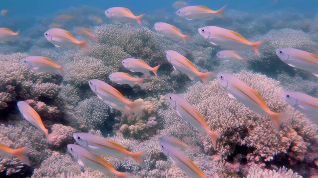 Yellowtail Snapper School, Coral Reef Ecosystem, Underwater Life