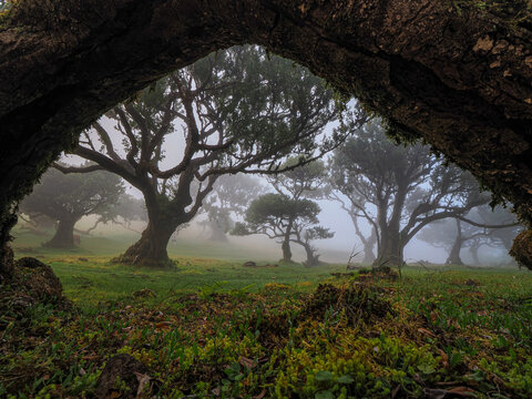Ancient laurel trees in dense fog of Fanal forest, Laurisilva, UNESCO site, Madeira Island, Portugal