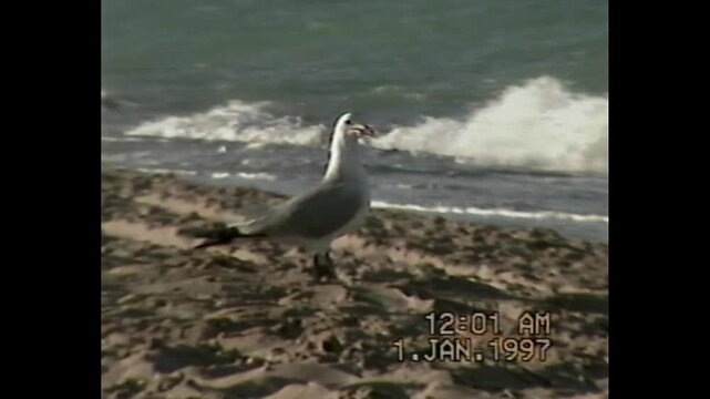 Seagull standing on sand near waves in nostalgic VHS 1997 lo-fi home video with analog texture and 90s color tone