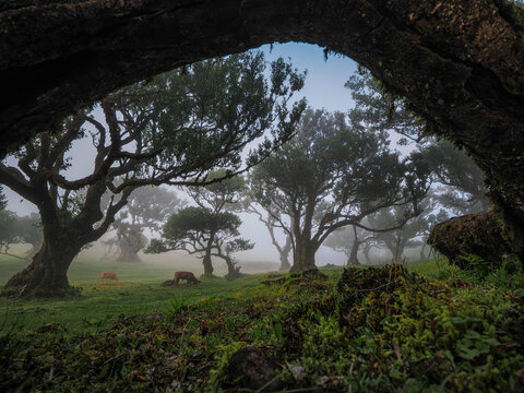 Ancient laurel trees in dense fog of Fanal forest, Laurisilva, UNESCO site, Madeira Island, Portugal