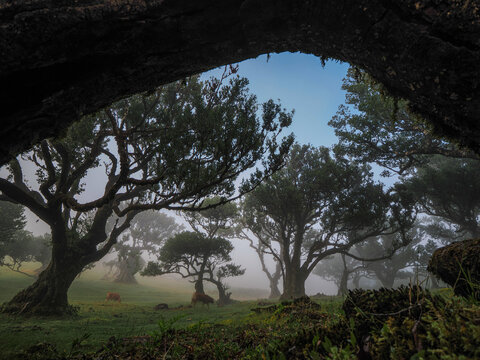 Ancient laurel trees in dense fog of Fanal forest, Laurisilva, UNESCO site, Madeira Island, Portugal