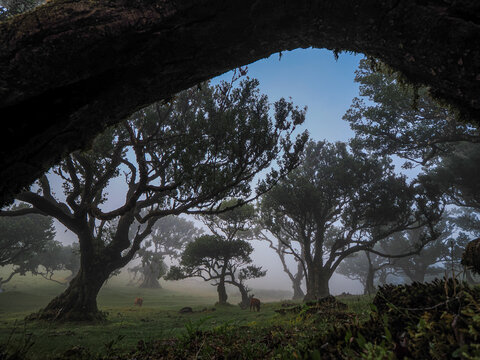 Ancient laurel trees in dense fog of Fanal forest, Laurisilva, UNESCO site, Madeira Island, Portugal