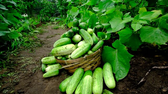 Super close up of freshly harvested large gherkins laying on ground and in overfilled wicker basket then moving camera away revealing more blooming plants tangled to arch shaped trellis