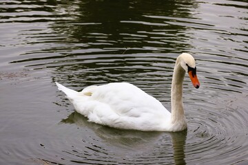 swan on the water in Tokyo