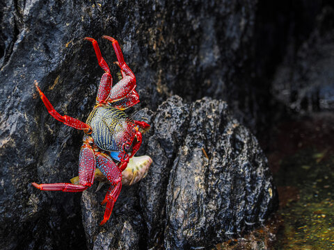 Bright red crab climbing wet volcanic rocks by the shore.