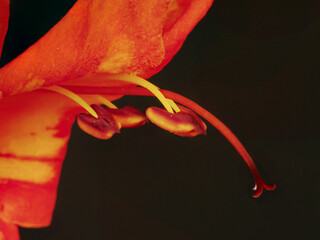 Close-up of a Cape Honeysuckle with focus on its stigma and anthers