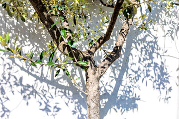 Sunlight casts crisp shadows of leafy tree onto a white wall, highlighting the contrast between textured bark and delicate foliage. The mix of glossy and matte leaves adds depth and seasonal nuance