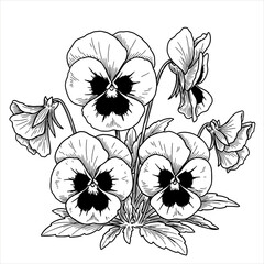 Pansy flower in black and white sketch style. Botanical blooming plant garden. Detailed line art. Vector illustration for coloring book, print, decoration