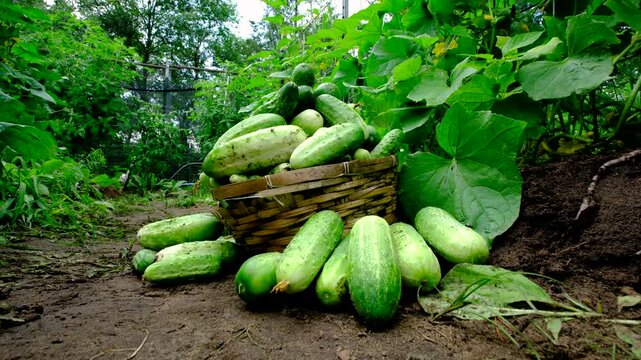 Ground level shot of overfilled wicker basket of freshly harvested large gherkin cucumbers and few laying on ground around it ready to be collected