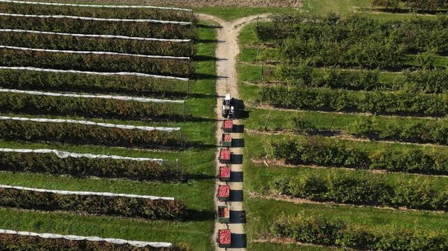 Aerial drone view of apple orchard with hail protection nets, workers harvesting apples into plastic crates loaded on tractor wagons driving to sorting facility during harvest season in rural farmland