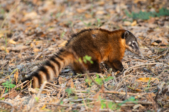 South American Coati,looking for insects,Pantanal,Brazil