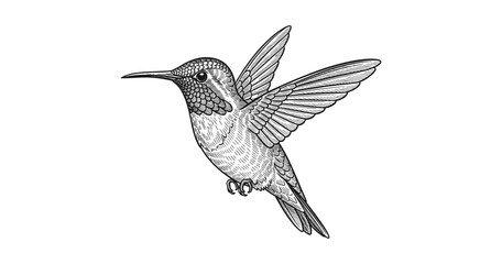 Fototapeta premium Detailed black and white hummingbird with subtle color accents in flight