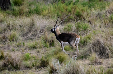 Blackbuck Antelope in Pampas plain environment, La Pampa province, Argentina