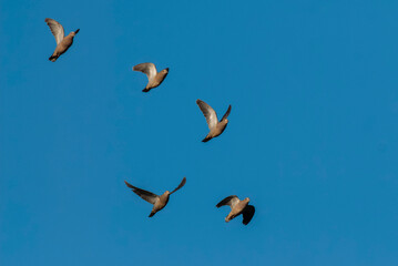 Picui Ground Dove,  Columbina picui, Calden forest, La Pampa, Argentina