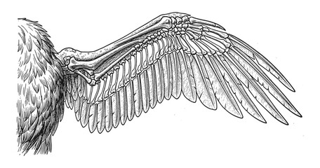 Detailed anatomical drawing of bird wing structure in vintage style