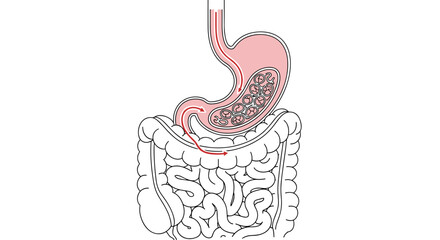 Obraz premium Illustration depicting the human stomach connected to the intestines anatomy