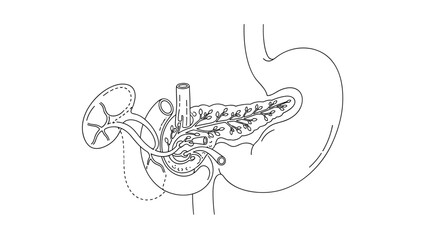 Fototapeta premium Illustration of the pancreas stomach and other organs in black and white line art
