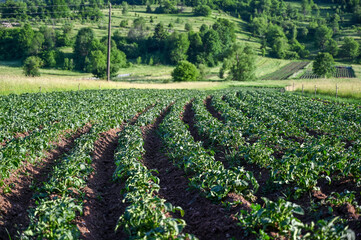 Potatoes grow in rows in the field. Agriculture. Potato leaves in the field.