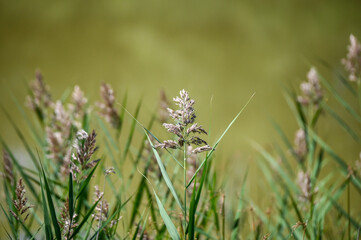 Reed grass growing by the pond. Phragmites australis.