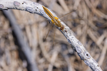 weibliche Feuerlibelle (Crocothemis erythraea), auch Westliche Feuerlibelle, Kanarische Inseln, Spanien, Lapalma, Puerto Naos
