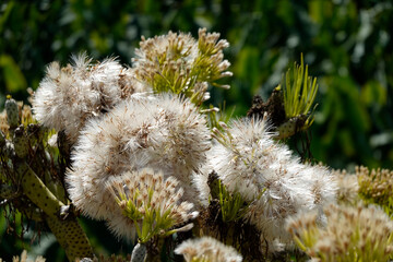 Oleanderblättrige Kleinie (Kleinia neriifolia)