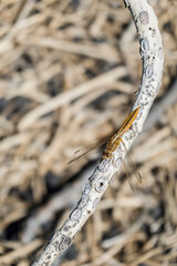 weibliche Feuerlibelle (Crocothemis erythraea), auch Westliche Feuerlibelle, Kanarische Inseln, Spanien, Lapalma, Puerto Naos