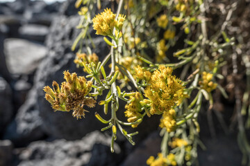 Seidenhaarige Schizogyne