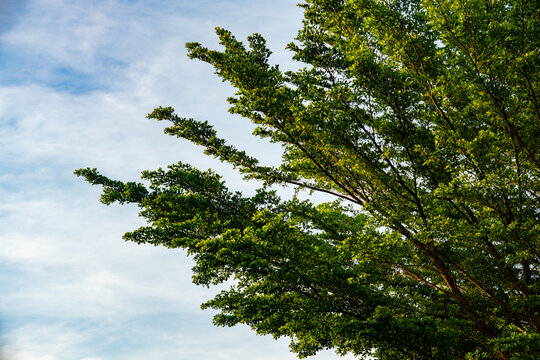 Ketapang Kencana, also known as an Ivory Coast almond (Terminalia ivorensis) or a Black Olive tree (Bucida buceras). Both species are known for their distinct layered or flat-topped canopy and small