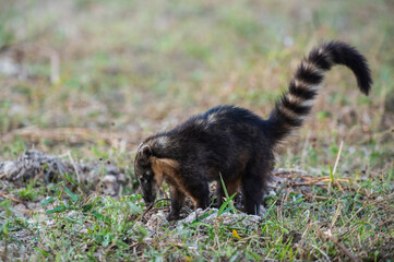 South American Coati,looking for insects,Pantanal,Brazil
