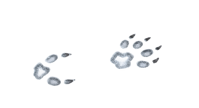 Closeup of two animal paw prints likely a small mammal or fox on a white background.