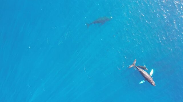 Humpback whales swim off the coast of Hawaii in beautiful blue ocean water 