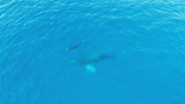 Humpback whales swim off the coast of Hawaii in beautiful blue ocean water 