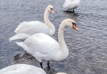 A group of graceful white mute swans Cygnus olor swimming and wading in calm, shallow water.