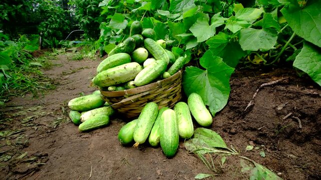 Close up of freshly harvested gherkin cucumbers overfilling wicker basket and some fruit laying on ground next to it while moving camera slightly around it