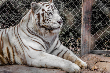 Tigre blanco en el zoológico
