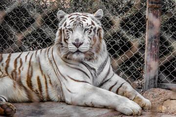 Tigre blanco en el zoológico