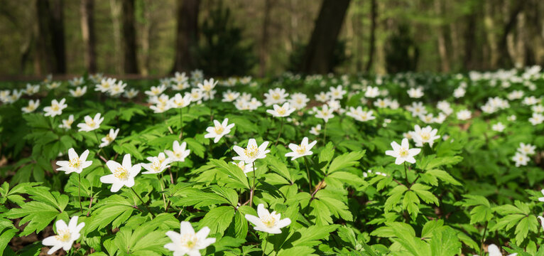 Spring flowers bloom in a lush green forest, highlighting nature’s beauty and sustainability efforts