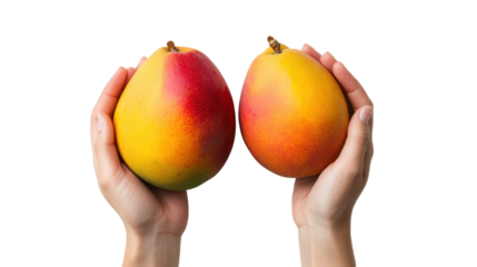 Two ripe mangoes held in hands isolated on transparent background