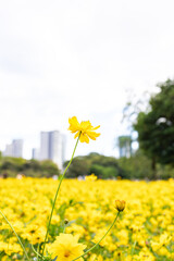 柔らかな陽光を受けて一輪の黄色いコスモスがすっと立ち上がり、周囲を埋め尽くす無数の黄花が奥行きのあるボケとして広がる風景。背景には大きく深い緑の樹木と、にじむような玉ボケ、わずかに見える都会の高層ビルが重なり、自然の鮮やかさと都市の気配が共存する穏やかな秋の日の情景が丁寧に描かれている。