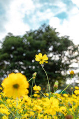 柔らかな陽光を受けて一輪の黄色いコスモスがすっと立ち上がり、周囲を埋め尽くす無数の黄花が奥行きのあるボケとして広がる風景。背景には大きく深い緑の樹木と、にじむような玉ボケ、わずかに見える都会の高層ビルが重なり、自然の鮮やかさと都市の気配が共存する穏やかな秋の日の情景が丁寧に描かれている。