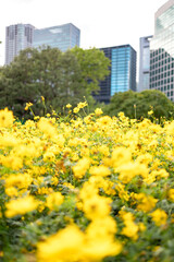 柔らかな陽光を受けて一輪の黄色いコスモスがすっと立ち上がり、周囲を埋め尽くす無数の黄花が奥行きのあるボケとして広がる風景。背景には大きく深い緑の樹木と、にじむような玉ボケ、わずかに見える都会の高層ビルが重なり、自然の鮮やかさと都市の気配が共存する穏やかな秋の日の情景が丁寧に描かれている。